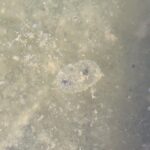 Record 36653 voucher