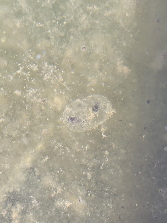 Brittany Butler - description goes here.