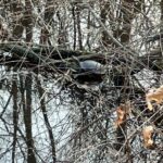 Record 36581 voucher