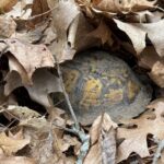 Record 36639 voucher