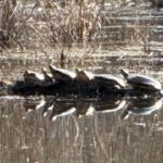 Record 36582 voucher