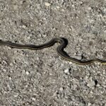 Record 36475 voucher