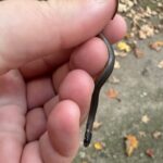 Record 36455 voucher