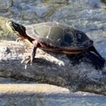 Record 36474 voucher