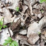 Record 36825 voucher