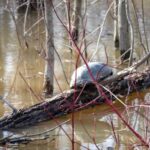 Record 36789 voucher