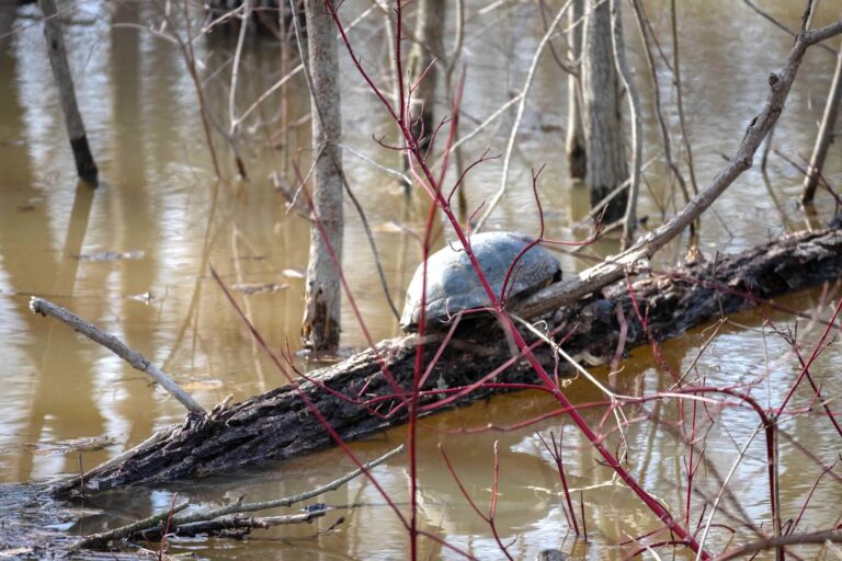 Lindsay Tozer - description goes here.