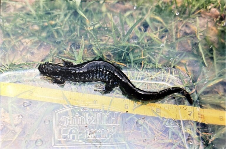 Herp Atlas Administrator - description goes here.