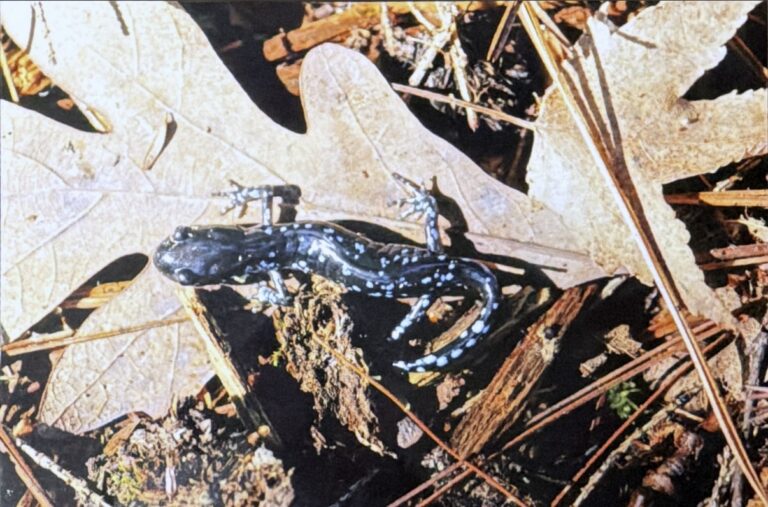 Herp Atlas Administrator - description goes here.