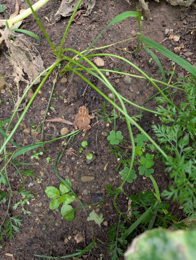 Herp Atlas Administrator - description goes here.