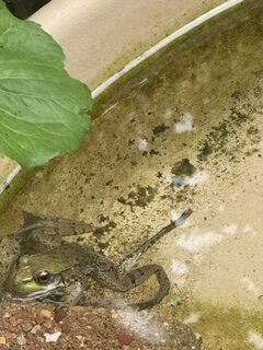 Herp Atlas Administrator - description goes here.