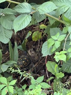 Herp Atlas Administrator - description goes here.