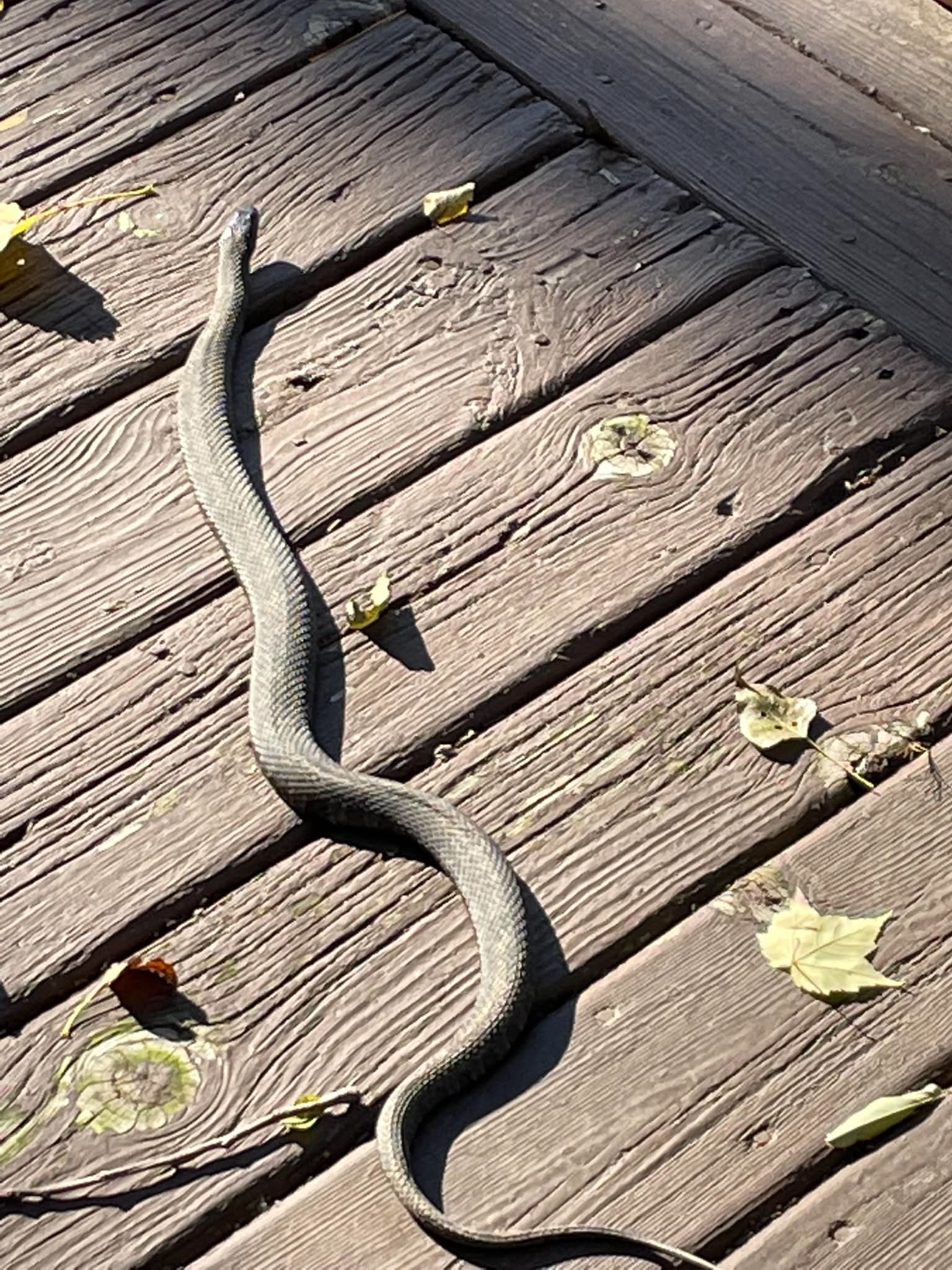Herp Atlas Administrator - description goes here.