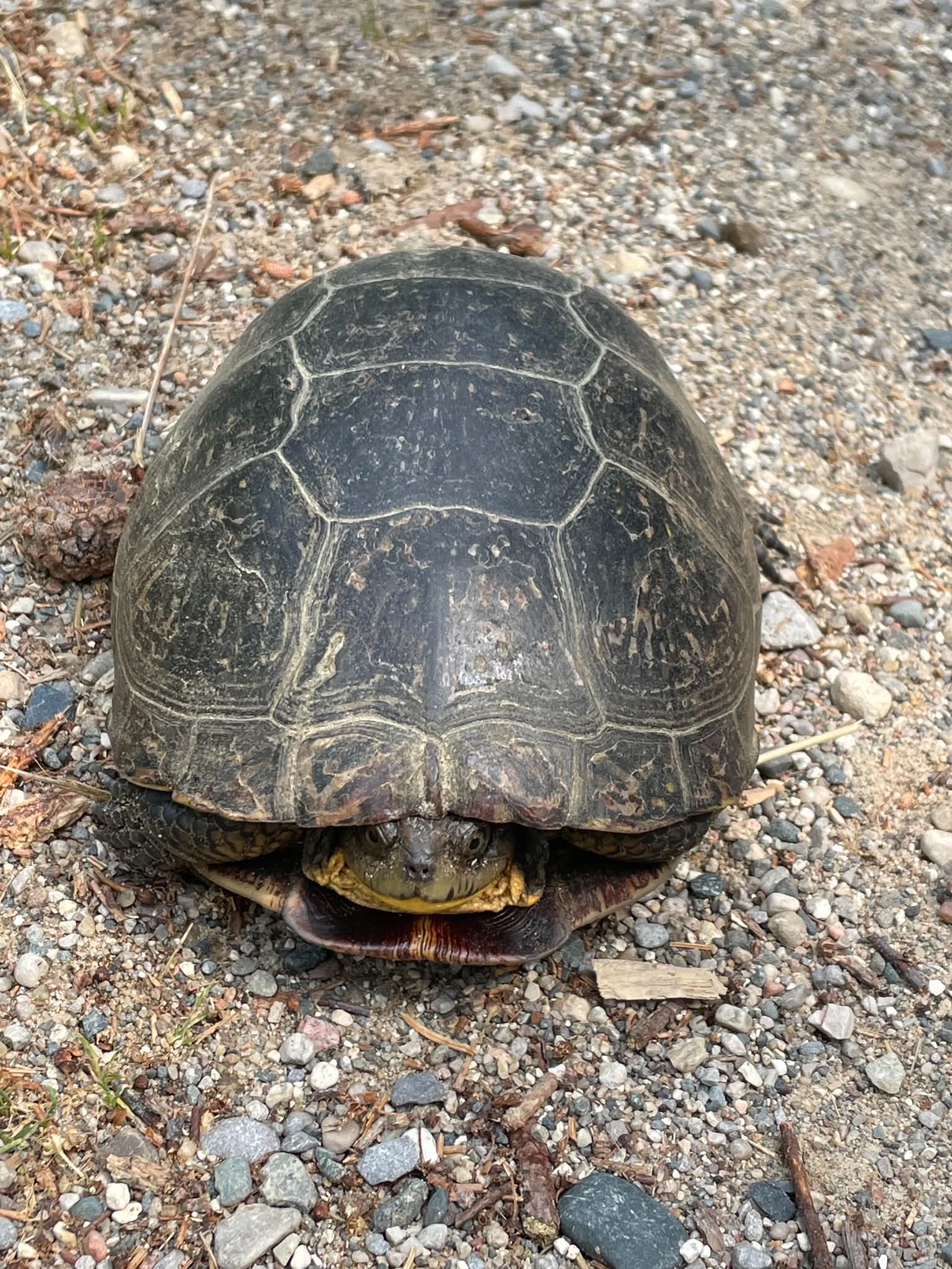 Herp Atlas Administrator - description goes here.