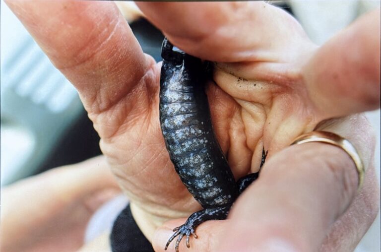 Herp Atlas Administrator - description goes here.