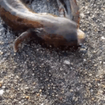 Record 36529 voucher