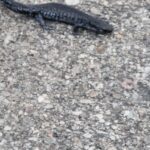 Record 36486 voucher