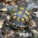 Record 36484 voucher