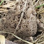 Record 36552 voucher