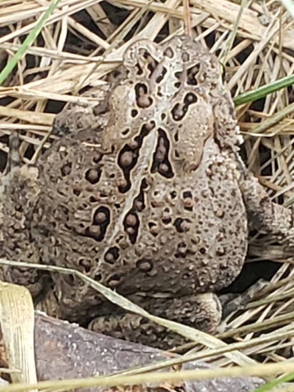 TreeFrog98 - description goes here.