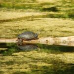 Record 36597 voucher