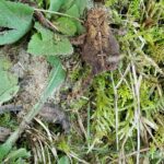 Record 36543 voucher