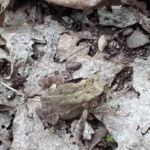 Record 36596 voucher