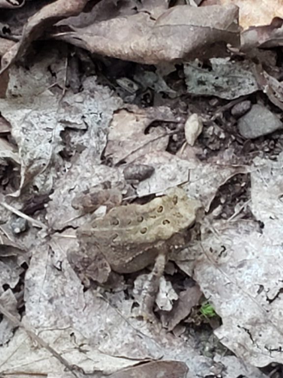 TreeFrog98 - description goes here.