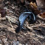 Record 36591 voucher