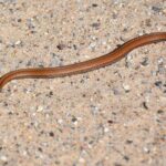 Record 36761 voucher