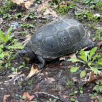 Record 36772 voucher