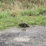 Record 36719 voucher