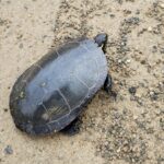 Record 36683 voucher