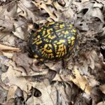 Record 36758 voucher