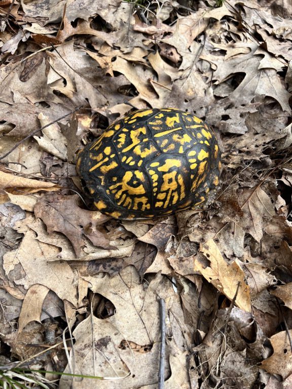 isdabelle - description goes here.