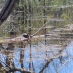 Record 36802 voucher