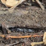 Record 36478 voucher