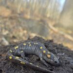 Record 36599 voucher