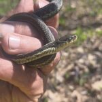 Record 36810 voucher