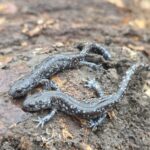 Record 36659 voucher