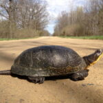 Record 36808 voucher