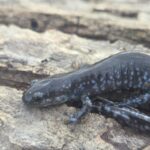 Record 36636 voucher