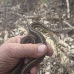 Record 36679 voucher