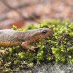 Record 36561 voucher