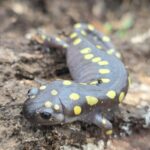 Record 36658 voucher