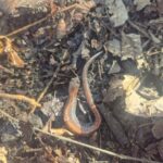 Record 36601 voucher