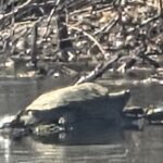 Record 36668 voucher