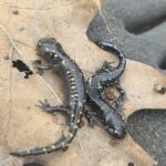 Record 36623 voucher