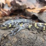 Record 36564 voucher