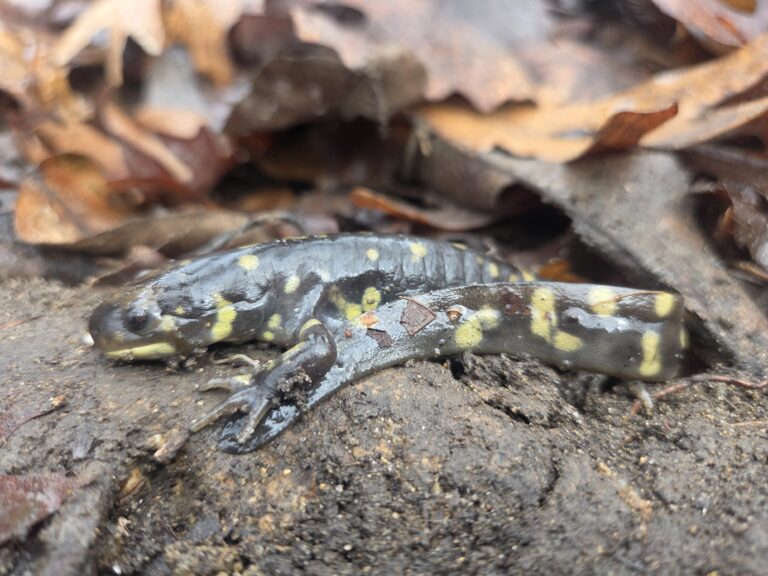 Jeff Schultz - description goes here.